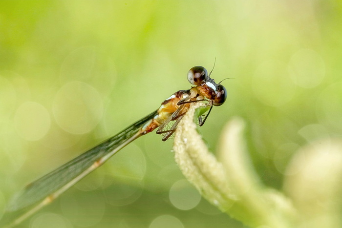 昆虫，自然，蜻蜓，豆娘，户外，苍蝇，大型，近距离