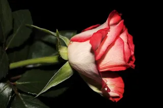 玫瑰，开花，开花，双色，红白，开花植物，花，自然之美