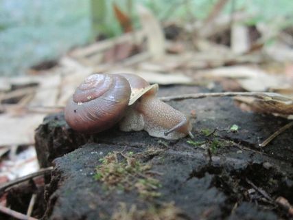 无脊椎动物，蜗牛，动物，蛇，爬行动物，蛞蝓，地面，冷杉