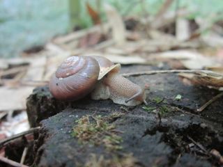 无脊椎动物，蜗牛，动物，蛇，爬行动物，蛞蝓，地面，冷杉