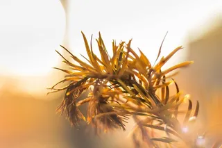 模糊、树枝、特写、颜色、干叶、叶、光、户外