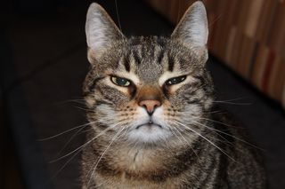 银斑猫，猫，灭泽，虎猫，搞笑，家猫，猫脸，无聊