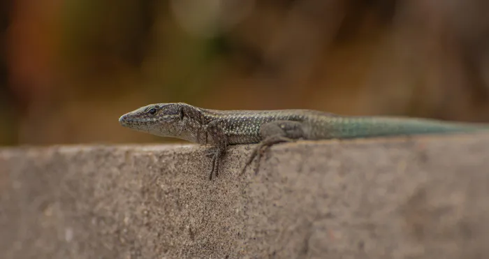 壁虎，瑞士，提契诺，绿蜥蜴，羽绒，自然，动物，摄影