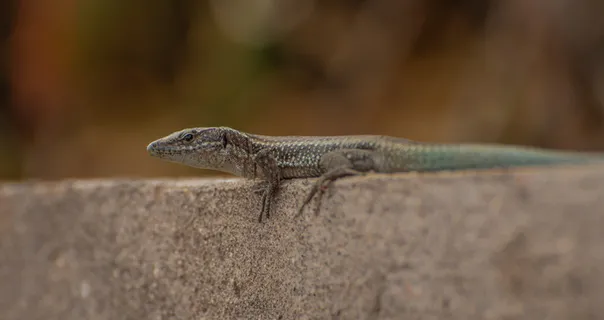 壁虎，瑞士，提契诺，绿蜥蜴，羽绒，自然，动物，摄影