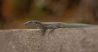 壁虎，瑞士，提契诺，绿蜥蜴，羽绒，自然，动物，摄影