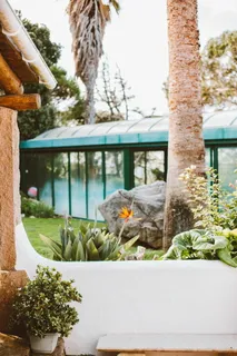 白墙旁的盆栽绿色植物 白墙旁的盆栽绿色植物