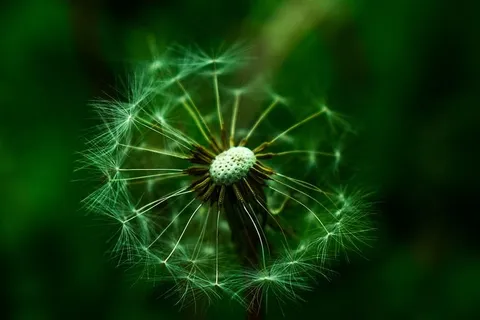 蒲公英,自然,牙狮,美丽,种子,脆弱,花,植物 蒲公英,自然,牙狮,美丽,种子,脆弱,花,植物