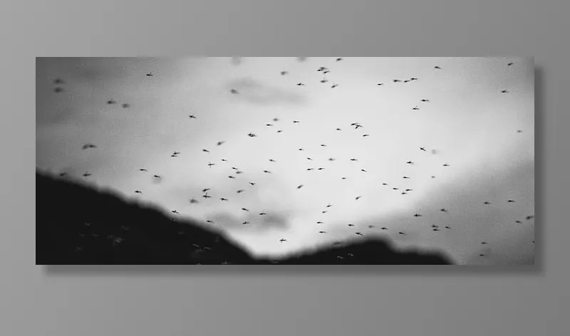 黄蜂飞，鸟，天空，飞，虫子，昆虫，水滴，窗户