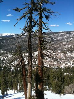 山脉，多雪，景观，森林枯死，森林衰退，树木，环境，生态