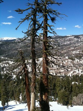 山脉，多雪，景观，森林枯死，森林衰退，树木，环境，生态
