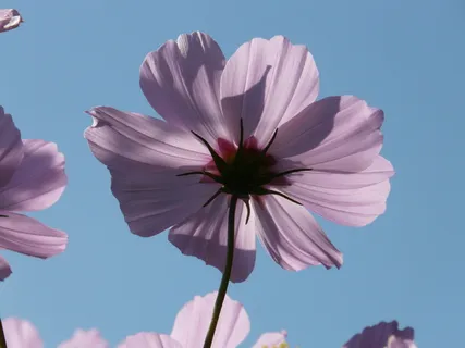 选择性,聚焦摄影,紫色,花瓣花,宇宙,开花,开花,宇宙bipinnatus 选择性,聚焦摄影,紫色,花瓣花,宇宙,开花,开花,宇宙bipinnatus