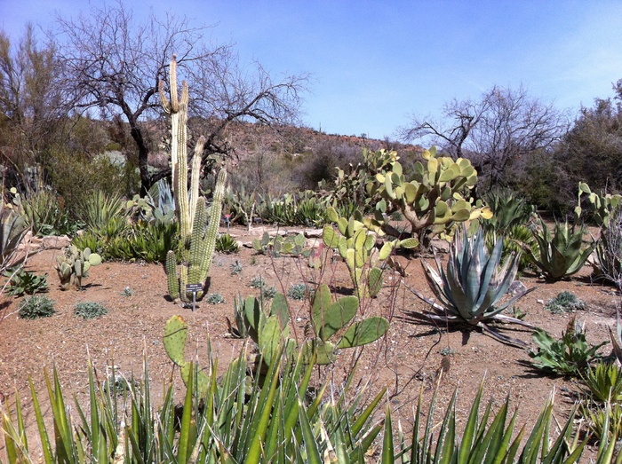 仙人掌、沙漠、亚利桑那州、catcus、景观、户外、西部、风景区