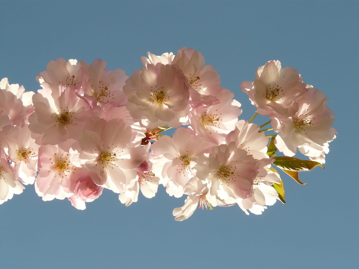 樱花，开花，树，开花，日本樱花，日本开花樱花，樱花，樱花