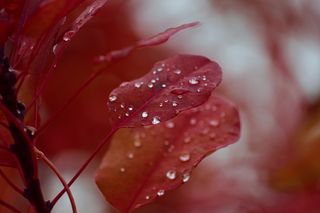 秋天的树叶，棕色，橙色，滴水，露珠，光，阴影，秋天