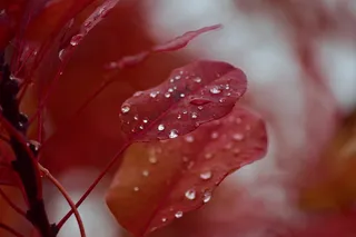 秋天的树叶，棕色，橙色，滴水，露珠，光，阴影，秋天