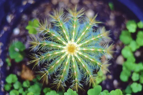 仙人掌,植物,刺,绿色,自然,盆栽,模糊,生长 仙人掌,植物,刺,绿色,自然,盆栽,模糊,生长