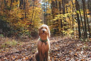 狗，罗斯，狗，黄金，涂鸦，黄金，人类最好的朋友，朋友