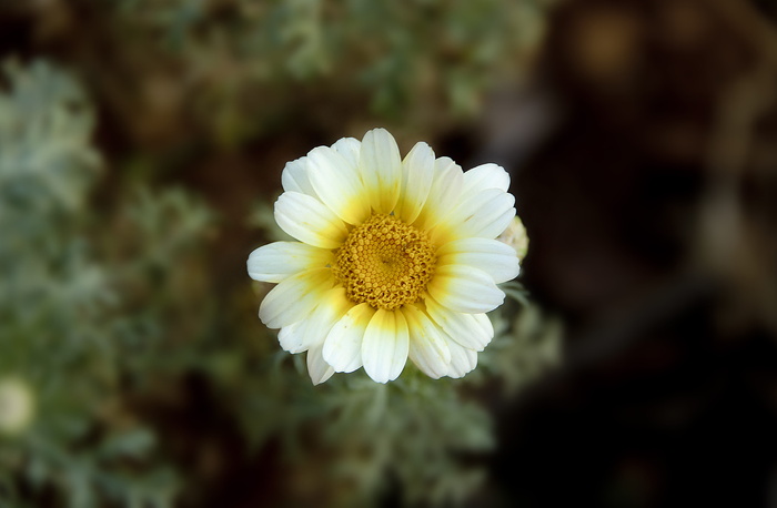 花，自然，花，枝，茎，茎，白，花瓣