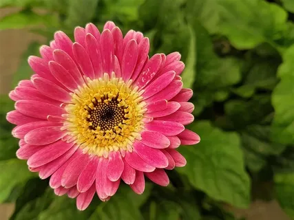 花,夏天,开花,花园,植物,花,开花植物,植物 花,夏天,开花,花园,植物,花,开花植物,植物
