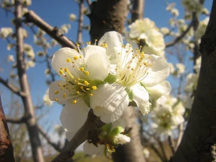 花,春天,春天的花,白色,花,脆弱,树枝,树 花,春天,春天的花,白色,花,脆弱,树枝,树