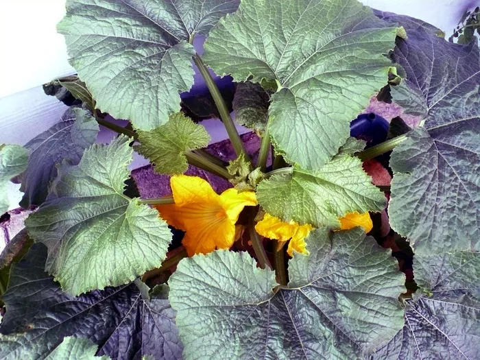 南瓜、花园、蔬菜、食品、园艺、有机、西葫芦、花朵