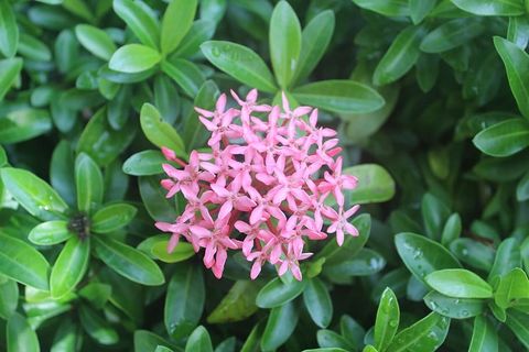 花，小鲜，植物，生长，开花植物，植物部分，叶，自然之美