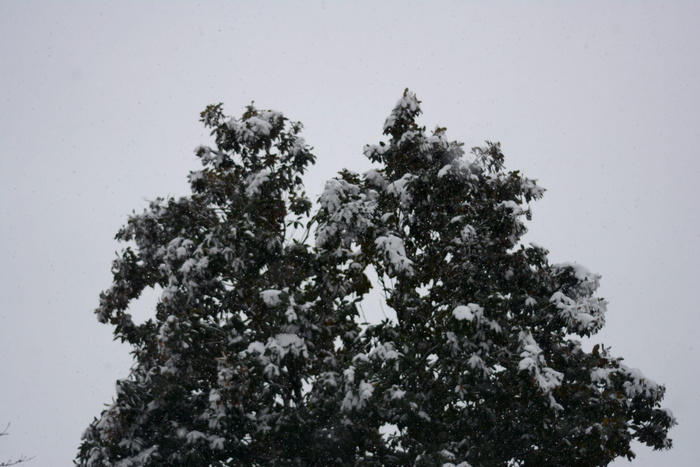树，树，森林，天空，光，云，云，雪