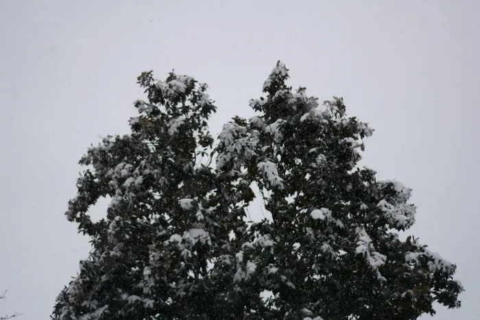树，树，森林，天空，光，云，云，雪