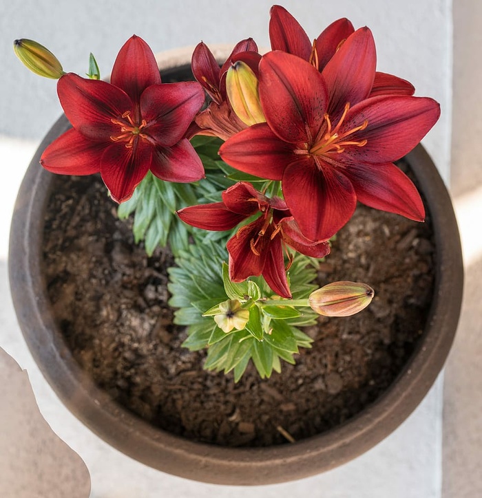 红百合花花盆装饰植物植物自然园艺