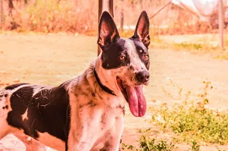 以色列，动物，宠物，宠物，狗，狗，一只动物，家养