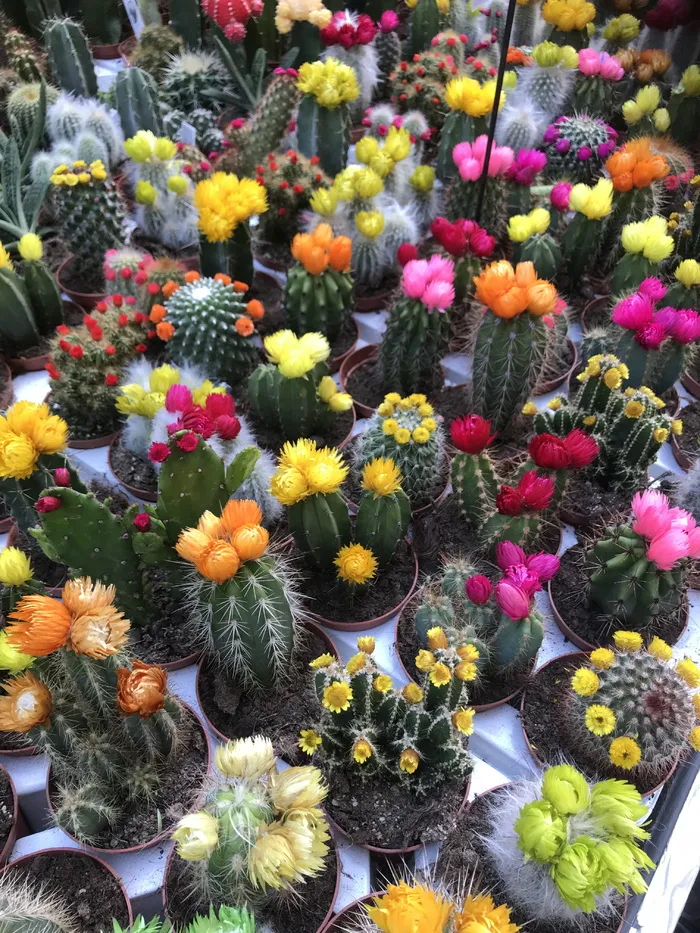 荷兰，阿姆斯特丹，自然，橙花，粉红花，刺，植物，仙人掌