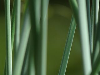 马尾，泰奇普朗兹，池塘，泰奇施泰勒姆，沼泽植物，绿色，植物，芦苇