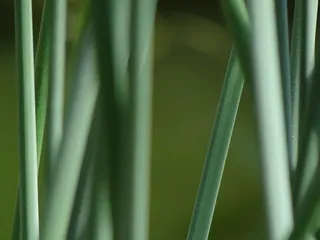 马尾，泰奇普朗兹，池塘，泰奇施泰勒姆，沼泽植物，绿色，植物，芦苇