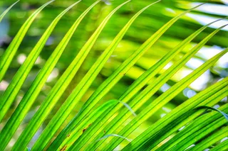 印度尼西亚, ungasan, 模糊, bookeh, 丛林, 森林, 游泳, 热带