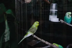 笼子里可爱的彩色鹦鹉