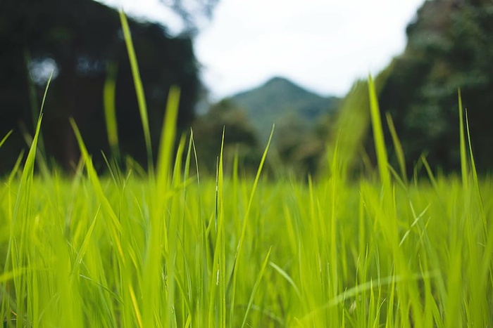 绿色，草，树，自然，风景，草，山，旅行