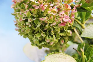 绣球花，绿色，剩余花，植物，叶，植物部分，开花植物，花