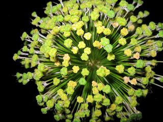 装饰性，洋葱，花，装饰性洋葱，花，自然，植物，绿色