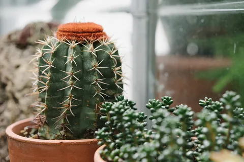 阿什维尔，美国，比尔特莫尔公园，仙人掌，仙人掌，植物，绿色，比尔特莫尔