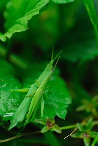 该岛的电子邮件地址为蚱蜢，无角虫，蚱蜢，直翅目，绿色，叶子，植物部分，植物
