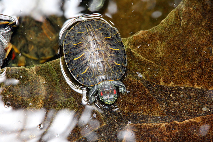 乌龟，trachemys scripta，红耳乌龟，自然，动物，贝壳，活着的自然，没有人