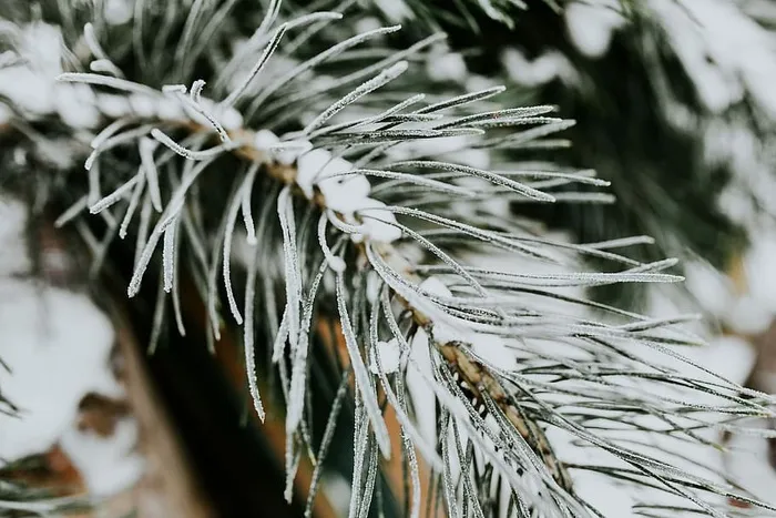 雪树特写