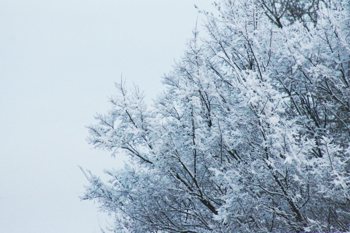 雪，森林，树，白雪覆盖，冰，冷，冷，墙纸