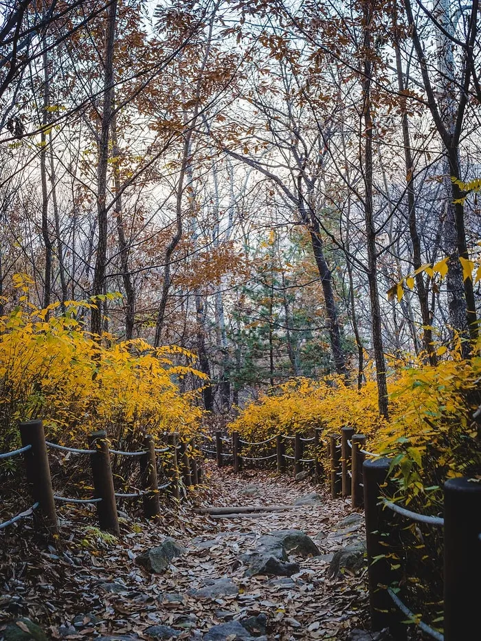 黄叶树