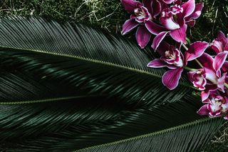 热带的石斛和西米棕榈