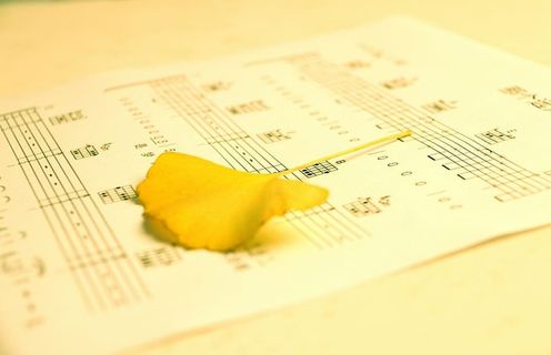 小册子，银杏叶，温暖，摄影，黄色，纸，纸，乐谱