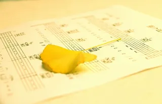 小册子，银杏叶，温暖，摄影，黄色，纸，纸，乐谱