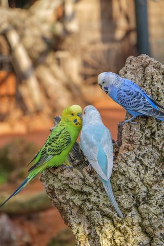 虎皮鹦鹉, 集团, 绿色, 蓝色, 脊椎动物, 动物, 动物主题, 鸟