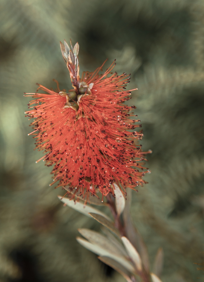 澳大利亚，蓝山，瓶花，本土，澳大利亚，花卉，园艺，野花