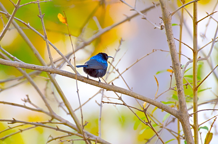 鸟类、野生动物、大自然、树木、户外、翅膀、公园、树叶
